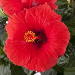 Hibiskus, Rot, Topf-Ø 13 Cm, Höhe Ca. 35 Cm, 2er-Set -Naturgrün Verkaufsgeschäft 0213100214 0213100215 0213100216 0213100229 0213100230 Hibiscus rot 1