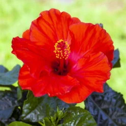 Hibiskus, Rot, Topf-Ø 13 Cm, Höhe Ca. 35 Cm, 2er-Set -Naturgrün Verkaufsgeschäft 0213100214 0213100215 0213100216 0213100229 0213100230 Hibiscus rot 2