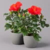 Hibiskus, Rot, Topf-Ø 13 Cm, Höhe Ca. 35 Cm, 2er-Set