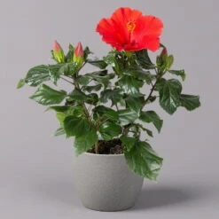 Hibiskus, Rot, Topf-Ø 13 Cm, Höhe Ca. 35 Cm, 2er-Set -Naturgrün Verkaufsgeschäft 0213100214 Hibiscus ohne Topf rot 2er Set 2