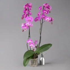 Schmetterlingsorchidee, Inkl. Keramiktopf, Dunkelrosa, Topf-Ø 12cm, Höhe Ca 60cm -Naturgrün Verkaufsgeschäft 0215152694 midi dark pink merina 124013
