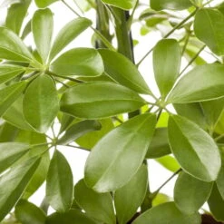 Schefflera Arboricola 'Nora', Topf-Ø 21 Cm, Höhe Ca. 55 Cm -Naturgrün Verkaufsgeschäft 0220106951 Schefflera arbor Nora