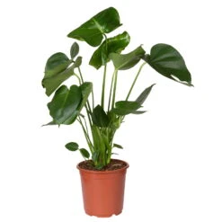 Monstera Deliciosa, Topf-Ø 21 Cm, Höhe Ca. 50-70 Cm -Naturgrün Verkaufsgeschäft 0220107660 Monstera Busch 2