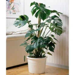 Monstera Deliciosa, Topf-Ø 21 Cm, Höhe Ca. 50-70 Cm -Naturgrün Verkaufsgeschäft 0220107660 Monstera Busch