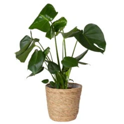 Monstera Deliciosa In Korb Osaka, Topf-Ø 21 Cm, Höhe Ca. 50-70 Cm -Naturgrün Verkaufsgeschäft 0220107998 Monstera Busch im Dekokorb 2