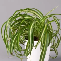 Grünlilie 'Bonnie' Mit Keramiktopf Dallas Weiß, Topf-Ø 12 Cm, 3er-Set -Naturgrün Verkaufsgeschäft 0220108124 Chlorophyt Bonnie in Topf Dallas weiss 2