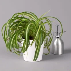 Grünlilie 'Bonnie' Mit Keramiktopf Dallas Weiß, Topf-Ø 12 Cm, 3er-Set -Naturgrün Verkaufsgeschäft 0220108124 Chlorophyt Bonnie in Topf Dallas weiss 3