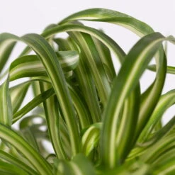 Grünlilie 'Bonnie' Mit Keramiktopf Dallas Weiß, Topf-Ø 12 Cm, 3er-Set -Naturgrün Verkaufsgeschäft 0220108124 Chlorophyt Bonnie in Topf Dallas weiss 4