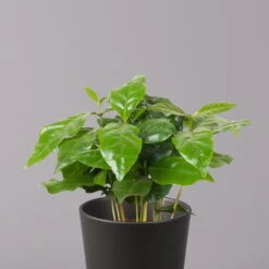 Kaffeestrauch Mit Keramiktopf Anthrazit, Topf-Ø 12cm, Höhe Ca. 25 Cm, 3er-Set -Naturgrün Verkaufsgeschäft 0220108129 Coffea arabica Dallas anthrazit 2