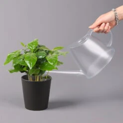 Kaffeestrauch Mit Keramiktopf Anthrazit, Topf-Ø 12cm, Höhe Ca. 25 Cm, 3er-Set -Naturgrün Verkaufsgeschäft 0220108129 Coffea arabica Dallas anthrazit 3