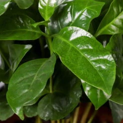 Kaffeestrauch Mit Keramiktopf Anthrazit, Topf-Ø 12cm, Höhe Ca. 25 Cm, 3er-Set -Naturgrün Verkaufsgeschäft 0220108129 Coffea arabica Dallas anthrazit 4