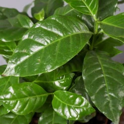 Kaffeestrauch Mit Keramiktopf Anthrazit, Topf-Ø 12cm, Höhe Ca. 25 Cm, 3er-Set -Naturgrün Verkaufsgeschäft 0220108129 Coffea arabica Dallas anthrazit 5