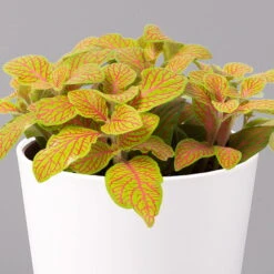 Fittonia 'Skeleton' Inkl. Keramiktopf Dallas Weiß, Topf-Ø 12 Cm, 3er-Set -Naturgrün Verkaufsgeschäft 0220108258 Fittonia Skeleton Topf Dallas weiss 2