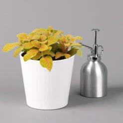 Fittonia 'Skeleton' Inkl. Keramiktopf Dallas Weiß, Topf-Ø 12 Cm, 3er-Set -Naturgrün Verkaufsgeschäft 0220108258 Fittonia Skeleton Topf Dallas weiss 3