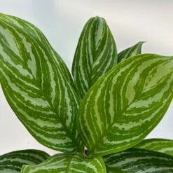 Aglaonema 'Stripes', Topf-Ø 12 Cm Mit Übertopf Dallas Weiß -Naturgrün Verkaufsgeschäft 0220108574 T12 0220108592 Aglaonema Stripes T12 Dallas weiss 14cm 1 125655