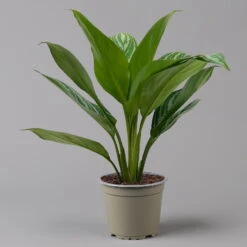 Aglaonema 'Stripes', Topf-Ø 12 Cm Mit Übertopf Dallas Weiß -Naturgrün Verkaufsgeschäft 0220108574 T12 0220108592 Aglaonema Stripes T12 Dallas weiss 14cm f 126177