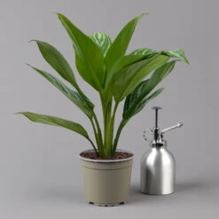 Aglaonema 'Stripes', Topf-Ø 12 Cm Mit Übertopf Dallas Weiß -Naturgrün Verkaufsgeschäft 0220108574 T12 0220108592 Aglaonema Stripes T12 Dallas weiss 14cm t 126178