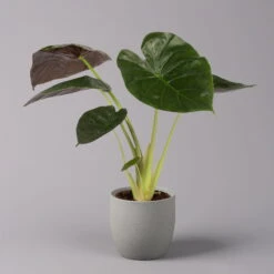 Alocasia 'Wentii', Topf-Ø 17 Cm, Höhe Ca. 60 Cm -Naturgrün Verkaufsgeschäft 0220110051 Alocasia Wentii 21