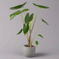 Alocasia 'Zebrina', Topf-Ø 14 Cm, Höhe Ca. 45 Cm -Naturgrün Verkaufsgeschäft 0220110073 Alocasia Zebrina 12