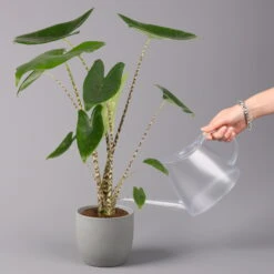 Alocasia 'Zebrina', Topf-Ø 14 Cm, Höhe Ca. 45 Cm -Naturgrün Verkaufsgeschäft 0220110073 Alocasia Zebrina 13