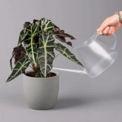 Alocasia 'Polly', Topf-Ø 17 Cm, Höhe Ca. 45 Cm -Naturgrün Verkaufsgeschäft 0220110100 Alocasia Polly 13