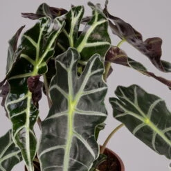 Alocasia 'Polly', Topf-Ø 17 Cm, Höhe Ca. 45 Cm -Naturgrün Verkaufsgeschäft 0220110100 Alocasia Polly 2