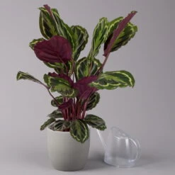 Calathea 'Medallion', Topf-Ø 19 Cm, Höhe Ca. 85 Cm -Naturgrün Verkaufsgeschäft 0220160008 Calathea Medaillon 19cm 3 109549