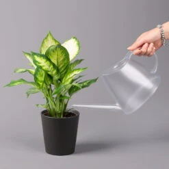 Dieffenbachie 'Camilla' Mit Keramiktopf Dallas Anthrazit,Topf-Ø12cm,Höhe Ca.25cm -Naturgrün Verkaufsgeschäft 0220170097 Dieffenbachia Camilla Dallas anthrazit 32