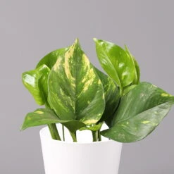 Efeutute Mit Keramiktopf Dallas Weiß, Topf-Ø 12 Cm, Höhe Ca. 15 Cm, 2er-Set -Naturgrün Verkaufsgeschäft 0220180186 Epipremum pinn Dallas weiss 2