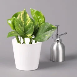 Efeutute Mit Keramiktopf Dallas Weiß, Topf-Ø 12 Cm, Höhe Ca. 15 Cm, 2er-Set -Naturgrün Verkaufsgeschäft 0220180186 Epipremum pinn Dallas weiss 3