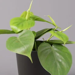 Philodendron Scandens In Topf Anthrazit, Topf-Ø 12 Cm, Höhe Ca 20 Cm, 3er-Set -Naturgrün Verkaufsgeschäft 0220180208 Philo scand inkl Topf Dallas anthrazit 22