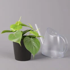 Philodendron Scandens In Topf Anthrazit, Topf-Ø 12 Cm, Höhe Ca 20 Cm, 3er-Set -Naturgrün Verkaufsgeschäft 0220180208 Philo scand inkl Topf Dallas anthrazit 32