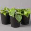 Philodendron Scandens In Topf Anthrazit, Topf-Ø 12 Cm, Höhe Ca 20 Cm, 3er-Set