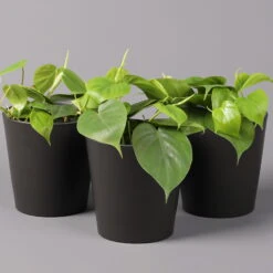 Philodendron Scandens In Topf Anthrazit, Topf-Ø 12 Cm, Höhe Ca 20 Cm, 3er-Set