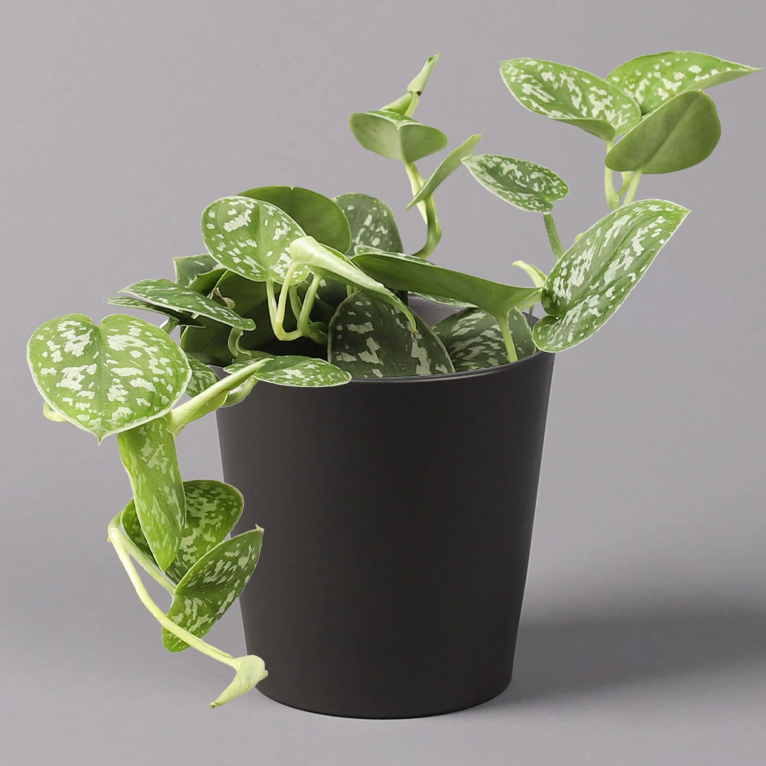 Gefleckte Efeutute 'Argyraeus, In Keramiktopf Anthrazit, Topf-Ø 12 Cm, 3er-Set 2 Gefleckte Efeutute 'Argyraeus, In Keramiktopf Anthrazit, Topf-Ø 12 Cm, 3er-Set – Bild 2