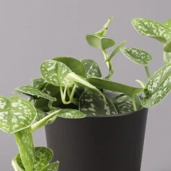 Gefleckte Efeutute 'Argyraeus, In Keramiktopf Anthrazit, Topf-Ø 12 Cm, 3er-Set 9 Gefleckte Efeutute 'Argyraeus, In Keramiktopf Anthrazit, Topf-Ø 12 Cm, 3er-Set -Naturgrün Verkaufsgeschäft 0220180211 Scind pict Argyraeus Topf Dallas anthrazit 2