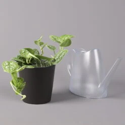 Gefleckte Efeutute 'Argyraeus, In Keramiktopf Anthrazit, Topf-Ø 12 Cm, 3er-Set 10 Gefleckte Efeutute 'Argyraeus, In Keramiktopf Anthrazit, Topf-Ø 12 Cm, 3er-Set -Naturgrün Verkaufsgeschäft 0220180211 Scind pict Argyraeus Topf Dallas anthrazit 3