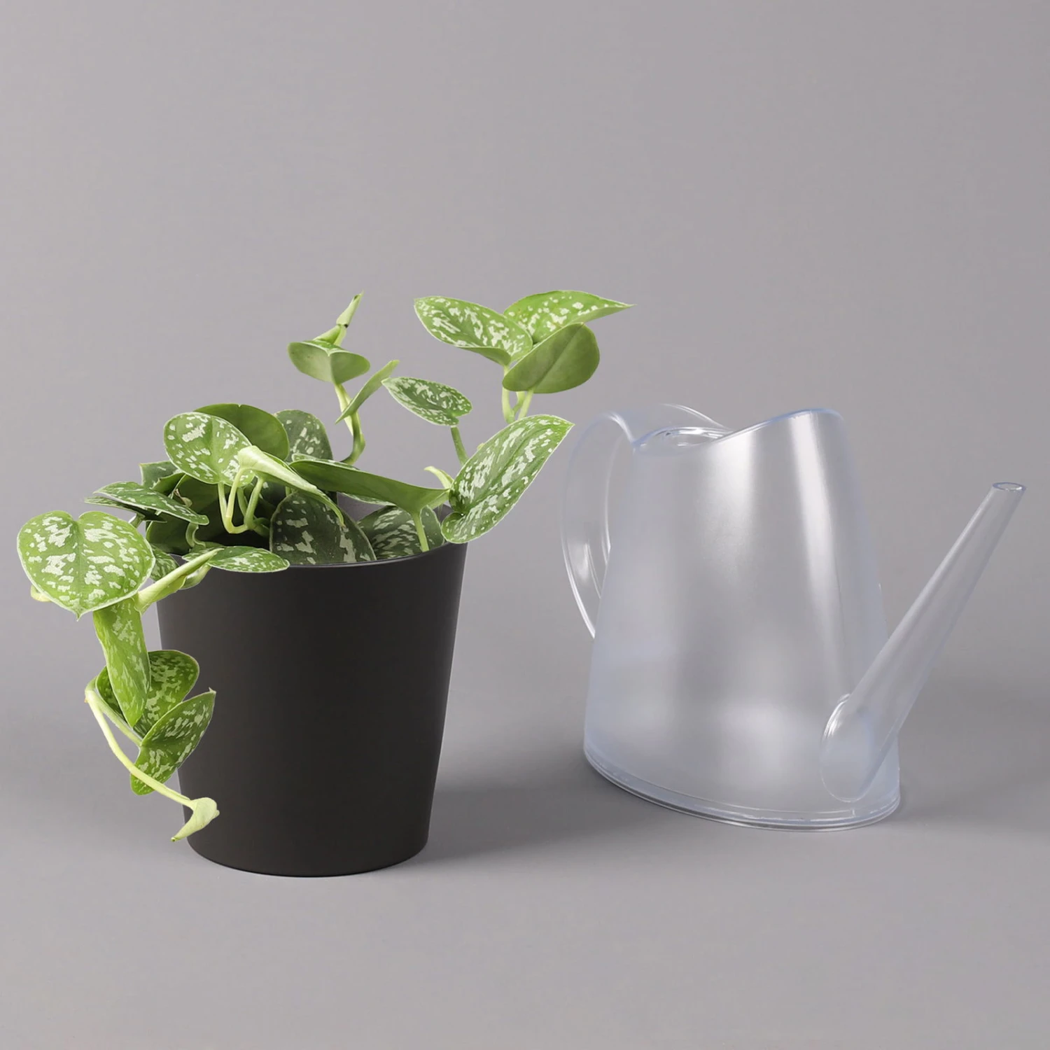 Gefleckte Efeutute 'Argyraeus, In Keramiktopf Anthrazit, Topf-Ø 12 Cm, 3er-Set 4 Gefleckte Efeutute 'Argyraeus, In Keramiktopf Anthrazit, Topf-Ø 12 Cm, 3er-Set – Bild 4