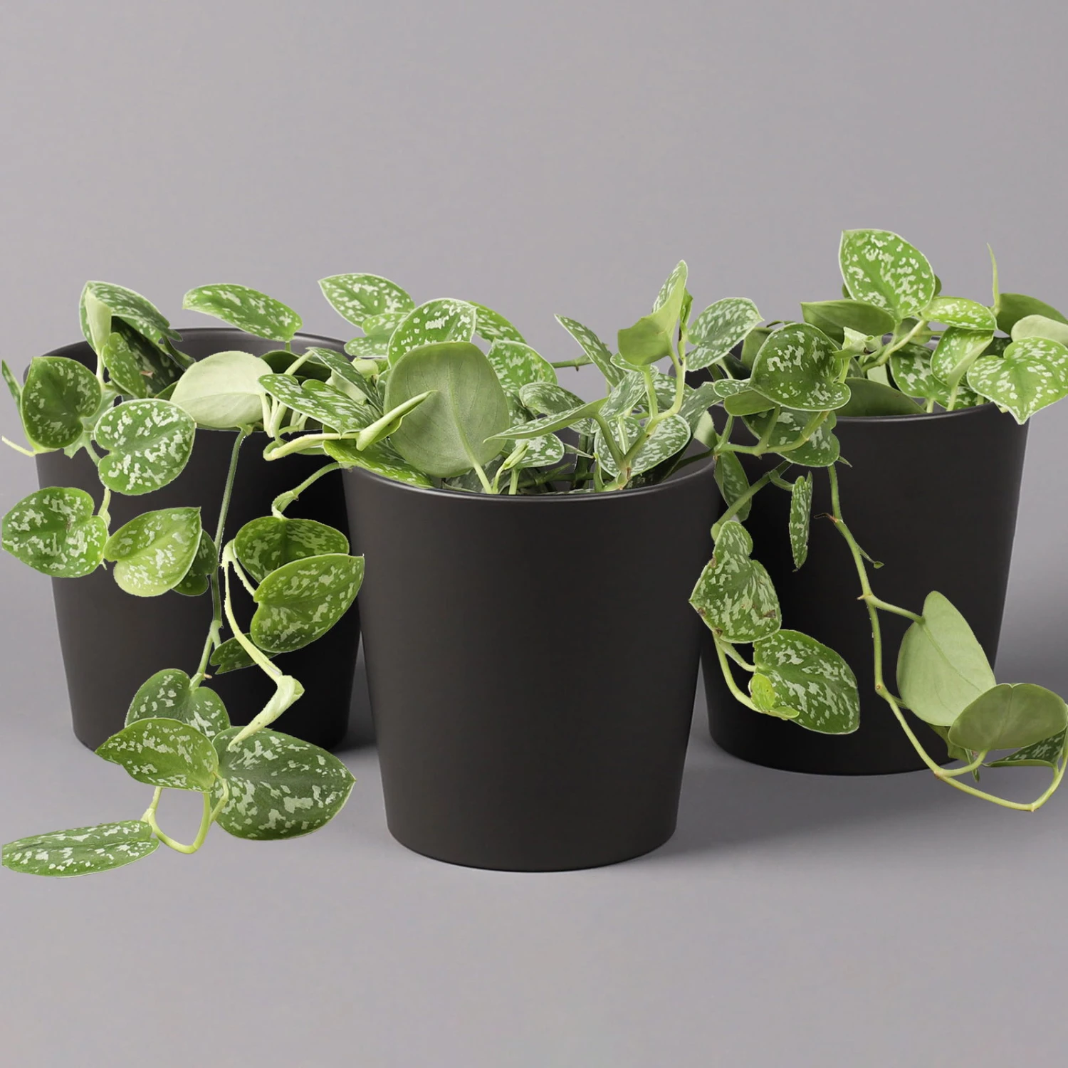 Gefleckte Efeutute 'Argyraeus, In Keramiktopf Anthrazit, Topf-Ø 12 Cm, 3er-Set 1 Gefleckte Efeutute 'Argyraeus, In Keramiktopf Anthrazit, Topf-Ø 12 Cm, 3er-Set