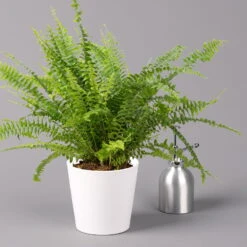 Schwertfarn 'Green Lady' In Keramiktopf Weiß, Topf-Ø12cm, Höhe Ca 35 Cm, 3er-Set -Naturgrün Verkaufsgeschäft 0220190124 Nephrolep Green Lady Dallas weiss 3