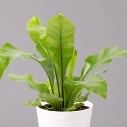 Nestfarn, Mit Keramiktopf Dallas Weiß, Topf-Ø12cm, Höhe Ca. 35 Cm, 3er-Set -Naturgrün Verkaufsgeschäft 0220190132 Asplenium nidus Dallas weiss 2