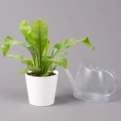 Nestfarn, Mit Keramiktopf Dallas Weiß, Topf-Ø12cm, Höhe Ca. 35 Cm, 3er-Set -Naturgrün Verkaufsgeschäft 0220190132 Asplenium nidus Dallas weiss 3