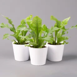 Nestfarn, Mit Keramiktopf Dallas Weiß, Topf-Ø12cm, Höhe Ca. 35 Cm, 3er-Set