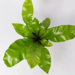 Nestfarn, Mit Keramiktopf Dallas Weiß, Topf-Ø12cm, Höhe Ca. 35 Cm, 3er-Set -Naturgrün Verkaufsgeschäft 0220190132 Asplenium nidus Dallas weiss 4