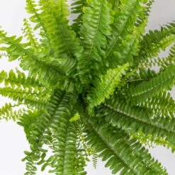 Schwertfarn 'Green Lady' In Keramiktopf Weiß, Topf-Ø12cm, Höhe Ca 35 Cm, 3er-Set -Naturgrün Verkaufsgeschäft 0220190136 Nephrolepis exaltata Green Lady 5
