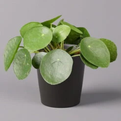 Pilea Peperomioides In Topf Anthrazit, Topf-Ø 12 Cm, H: Ca. 20 Cm, 3er-Set -Naturgrün Verkaufsgeschäft 0220450180 Pilea peperomioides Dallas anthrazit 1