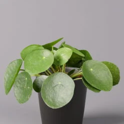 Pilea Peperomioides In Topf Anthrazit, Topf-Ø 12 Cm, H: Ca. 20 Cm, 3er-Set -Naturgrün Verkaufsgeschäft 0220450180 Pilea peperomioides Dallas anthrazit 2