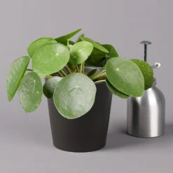Pilea Peperomioides In Topf Anthrazit, Topf-Ø 12 Cm, H: Ca. 20 Cm, 3er-Set -Naturgrün Verkaufsgeschäft 0220450180 Pilea peperomioides Dallas anthrazit 3