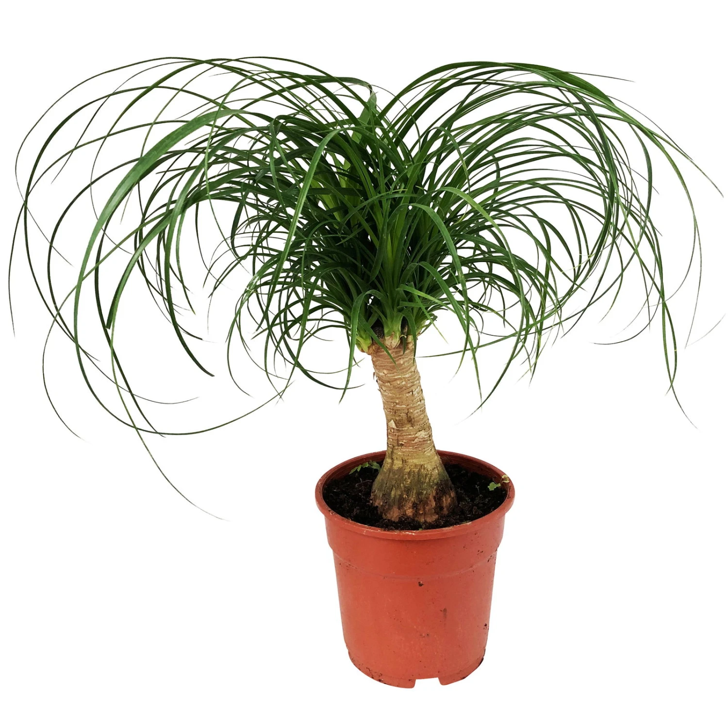 Elefantenfuß, Stamm, Topf-Ø 17 Cm, Höhe Ca. 30-50 Cm 2 Elefantenfuß, Stamm, Topf-Ø 17 Cm, Höhe Ca. 30-50 Cm – Bild 2