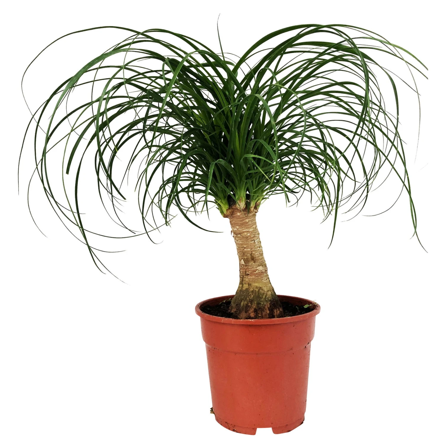 Elefantenfuß, Stamm, Topf-Ø 17 Cm, Höhe Ca. 30-50 Cm 1 Elefantenfuß, Stamm, Topf-Ø 17 Cm, Höhe Ca. 30-50 Cm